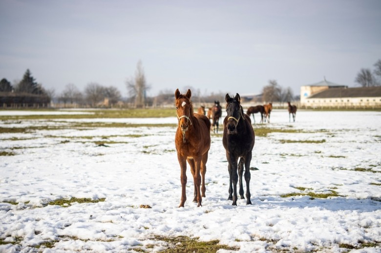 Конный завод «Восход»